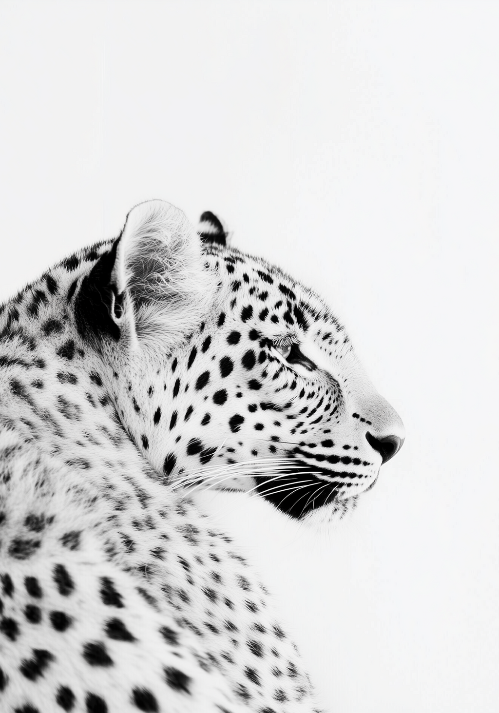 Black and White Leopard poster visad rakt fram – Bozetto affisch i hög tryckkvalitet