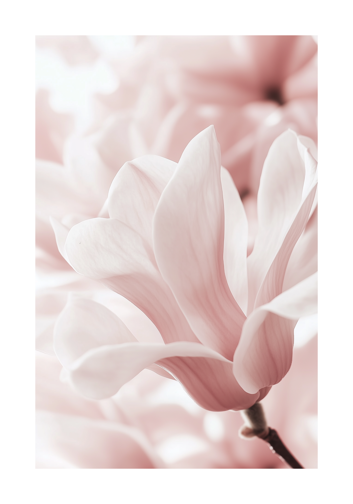 Blush Rose Magnolia Flower – köp enkelt hos Bozetto konsttryck i hög kvalitet i hög kvalitet
