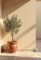Terracotta planter with olive poster visad rakt fram – Bozetto affisch i hög tryckkvalitet