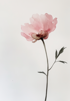White Rose Elegance – affisch med snyggt motiv, köp enkelt hos Bozetto i flera storlekar