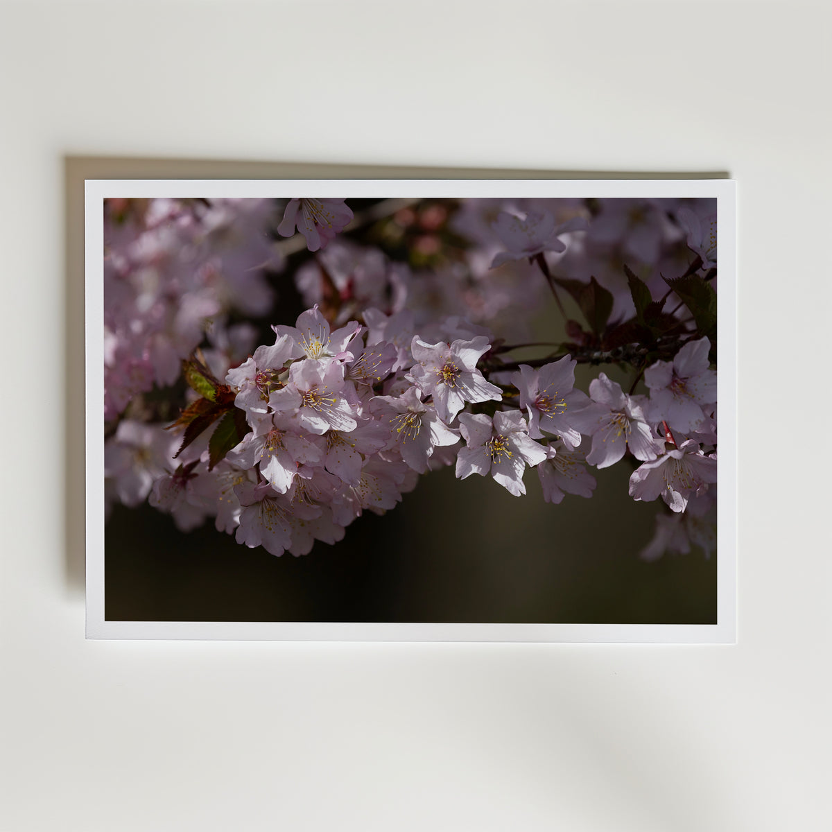Cherryblossom affisch inramad i neutral ram – se hur konsttrycket ser ut, Bozetto