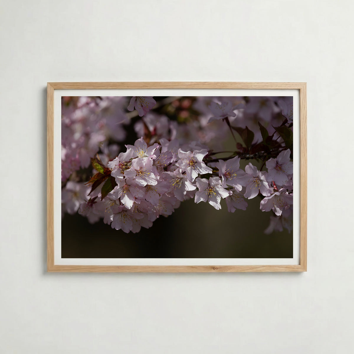 Cherryblossom i ekram med ljust trä – köp enkelt hos Bozetto affisch i hög kvalitet