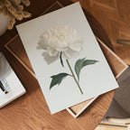 White peony poster visad rakt fram – Bozetto affisch i hög tryckkvalitet i hög tryckkvalitet