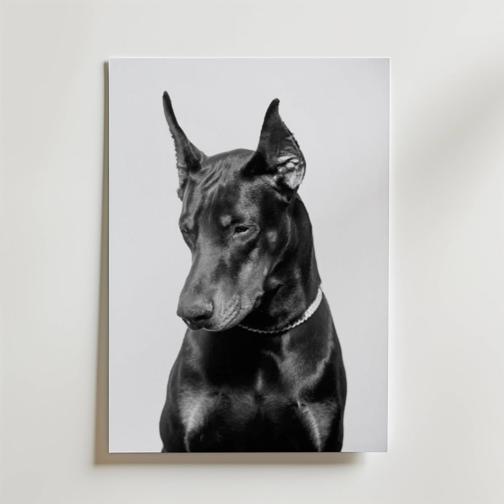 Noir Doberman – stilfullt konsttryck från Bozetto, tryckt på matt finpapper i hög tryckkvalitet