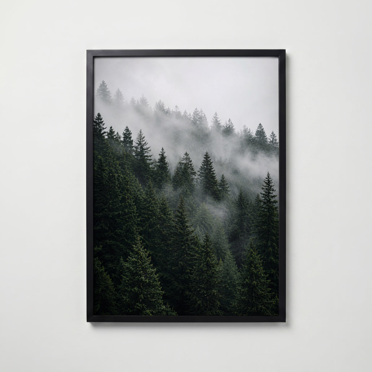 Plakat z zamglonym lasem sosnowym