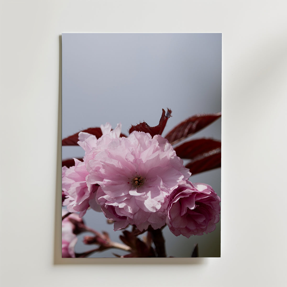 Peaches Poster – körsbärsblom i skirt rosa mot grå himmel och djupröda blad