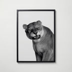 Snarling Lioness Poster – svart ram