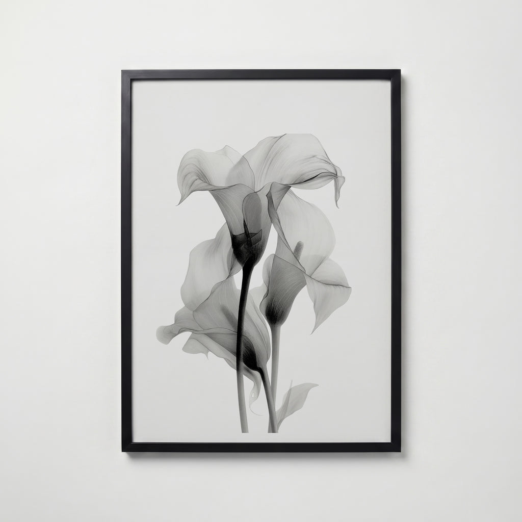 Translucent Calla Poster – svart ram