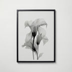 Translucent Calla Poster – svart ram