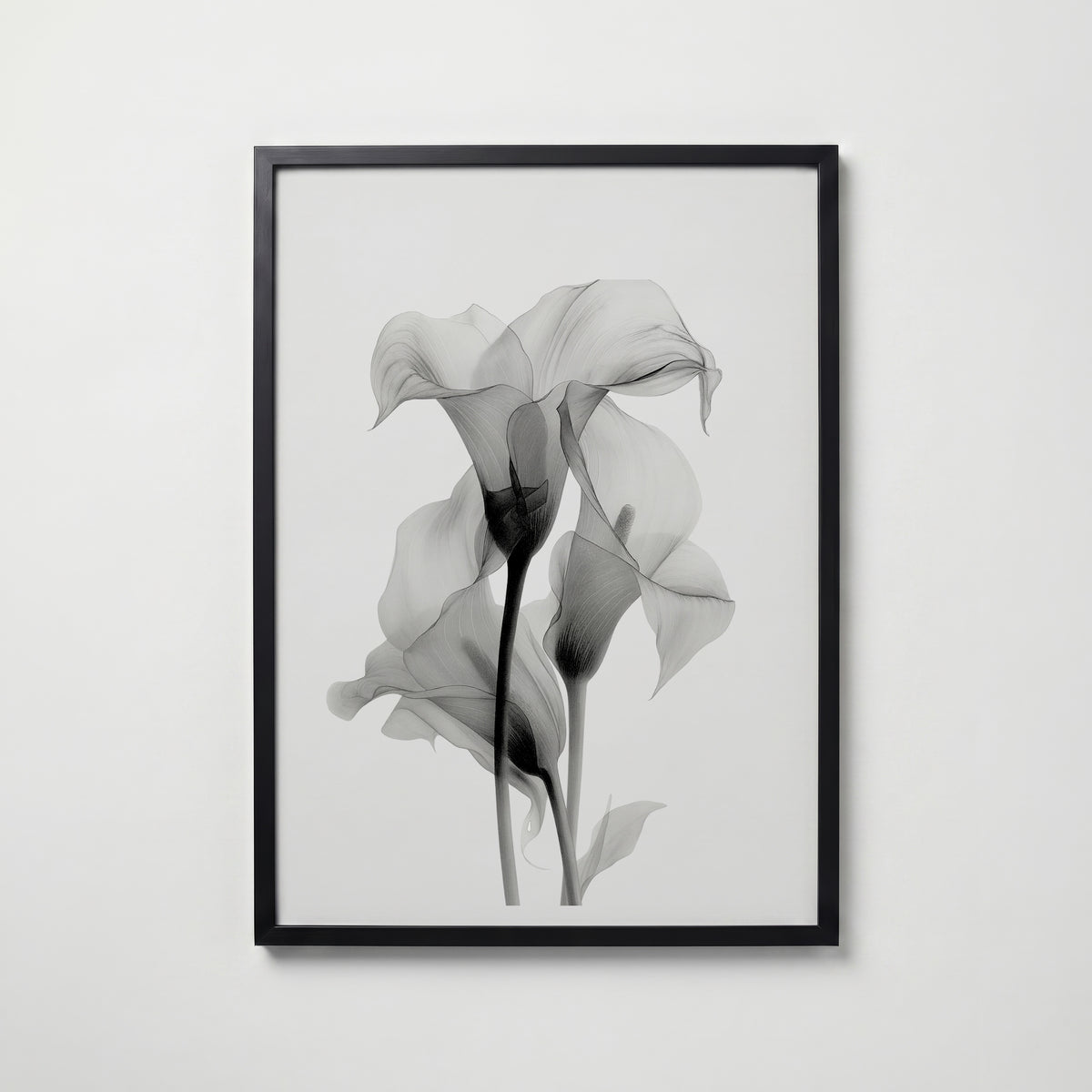 Translucent Calla Poster – svart ram