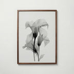 Translucent Calla Poster – valnötsram