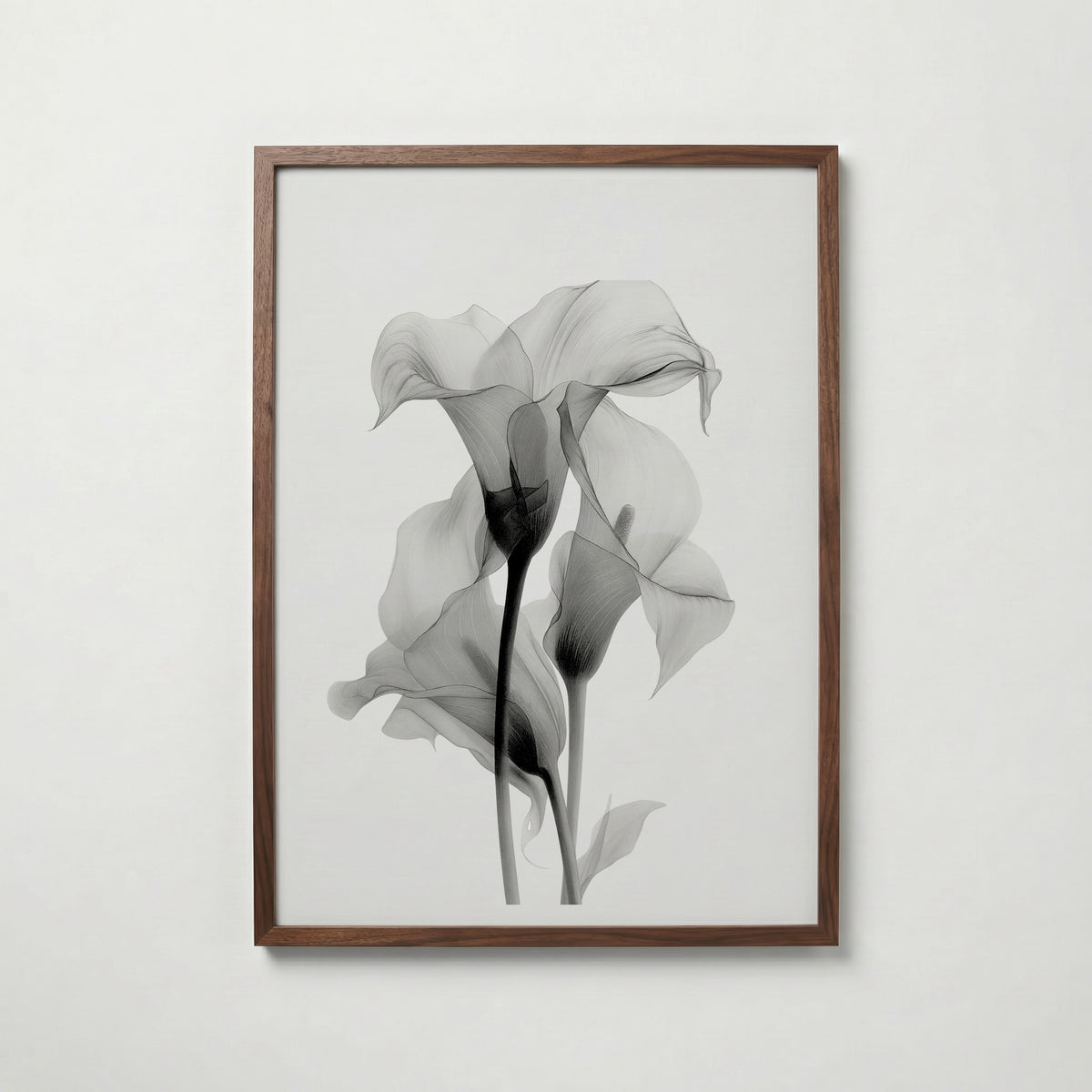 Translucent Calla Poster – valnötsram