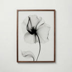 Veiled Poppy Bloom Poster – valnötsram