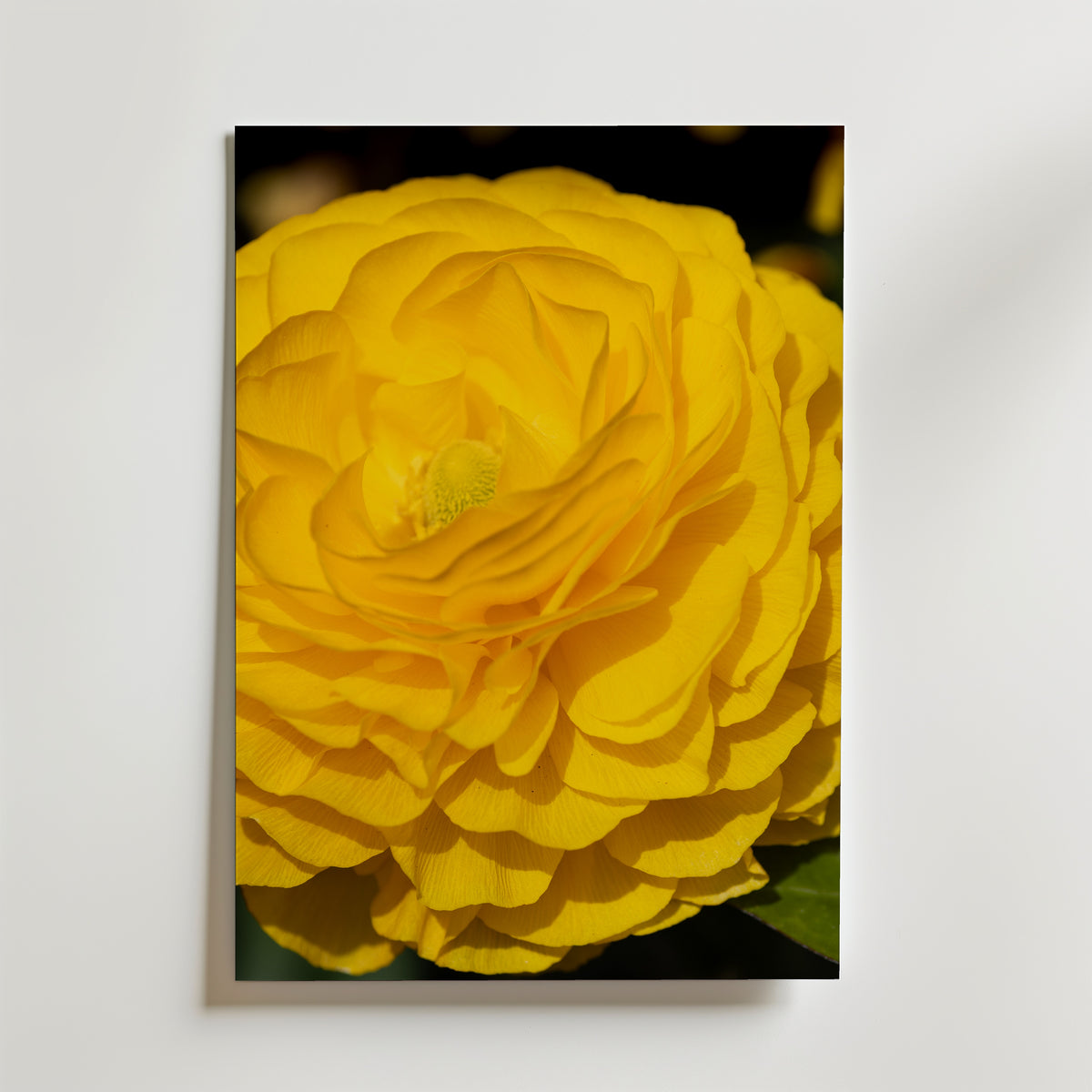 Yellow Heaven Poster – gul ranunkel i närbild mot mörk bakgrund